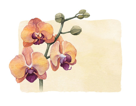 Background with watercolor orchid flowers
