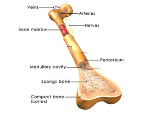 Structure of bone