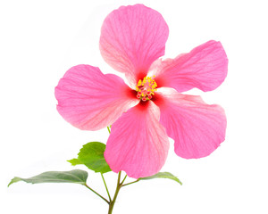 Pink hibiscus flower