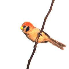 Beautiful Parrotbill bird, Spot-breasted Parrotbill (Paradoxornis guttaticollis), standing on a branch, breast profile on white background