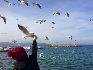 Martı Besleme © askihuseyin