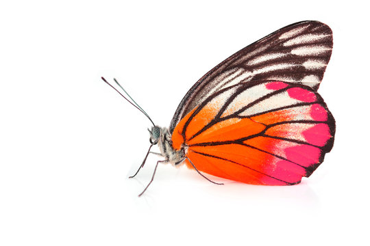 Orange and Pink Butterfly