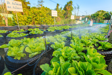 watering system in organic vegetable garden