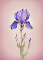 Watercolor iris flower illustration