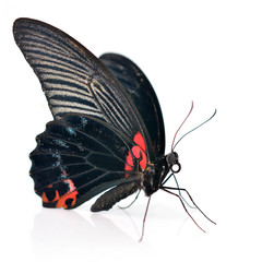 Red and black butterfly