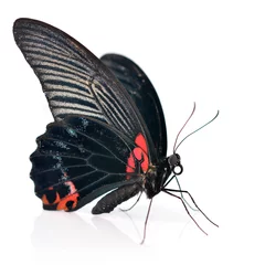 Crédence de cuisine en verre imprimé Papillon Papillon rouge et noir