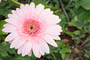 Obraz premium Beautiful pink flower , Gerbera on background