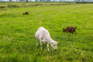 Fototapeta premium White goat