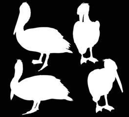 four pelican silhouettes isolated on black