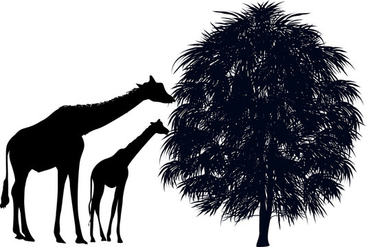 black giraffes eating leaves near tree silhouette clip art preview