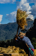 Original harvesting