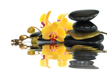 Orchideen 89