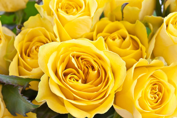 Frische gelbe Rosen