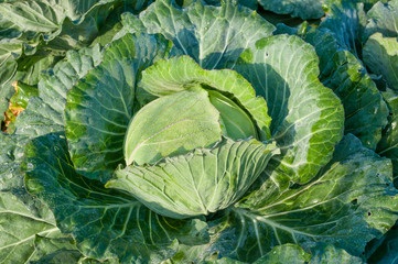 Obraz premium head of cabbage in the vegetable garden
