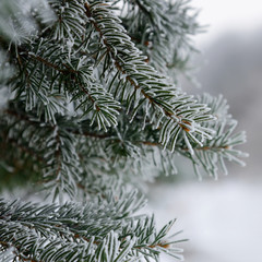 frozen branch of spruce