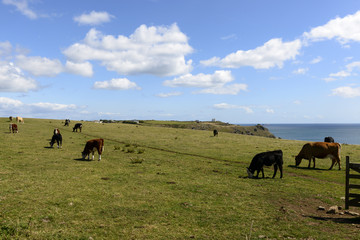 cows  at Lizard point, Cornwall