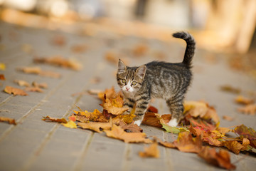 Obraz premium The beautiful kitten plays with fallen leaves.