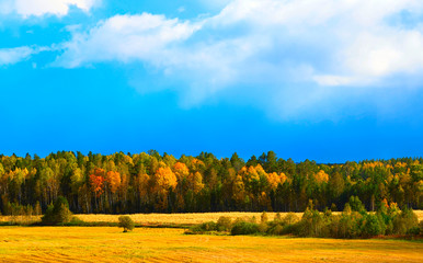 Bright autumn forest