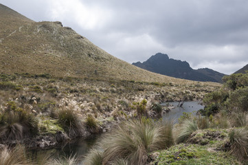 Paramo of Ecuador