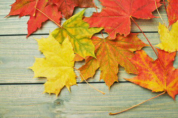 Naklejka na ściany i meble Maple leaves over the wooden boards
