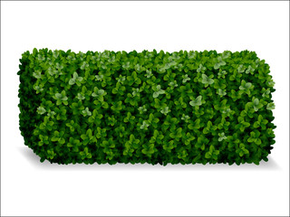 boxwood hedges ortho, decorative green fence - obrazy, fototapety, plakaty