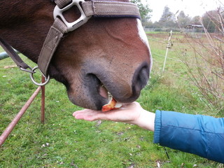 horse eats an apple