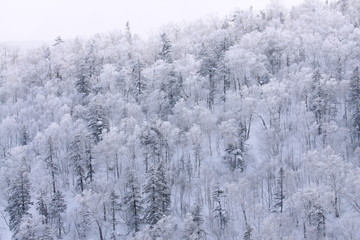 Obraz na płótnie Canvas The Snow White Tree, Hokkaido, Japan