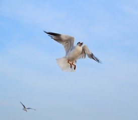 Seagull flying under the sky