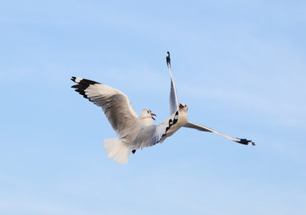 Seagull flying under the sky