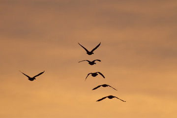 birds