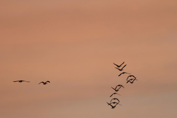 birds