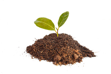 Young green plant in soil isolated on white background