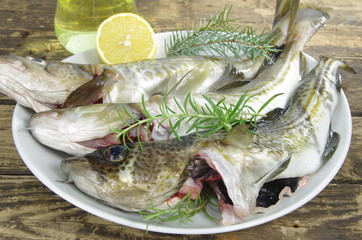 raw fishes