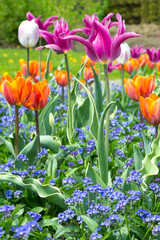 Multicolored tulips forget-me-not © agenturfotografin