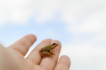 frog