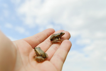 frog