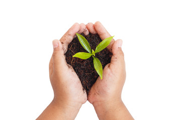 hands holding young plant. Ecology concept