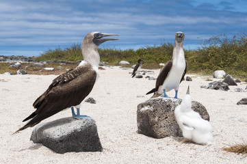 Family of boobies, Galapagos Islands