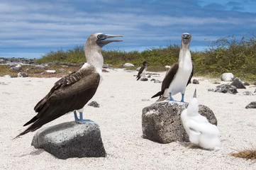 Crédence de cuisine en verre imprimé Parc naturel Family of boobies, Galapagos Islands