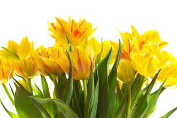 Obraz premium Bunch of yellow tulip flowers