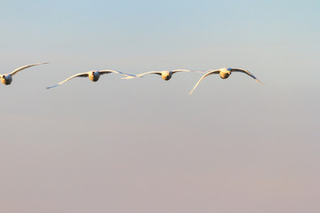 swan