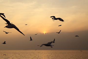 Fototapeta na wymiar Seagull with sunset