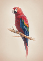 Watercolor illustration of a macaw bird © Aleksandra Smirnova