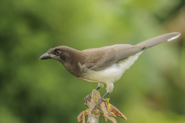 Brown Jay Perched