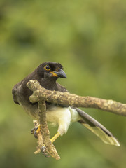 Brown Jay