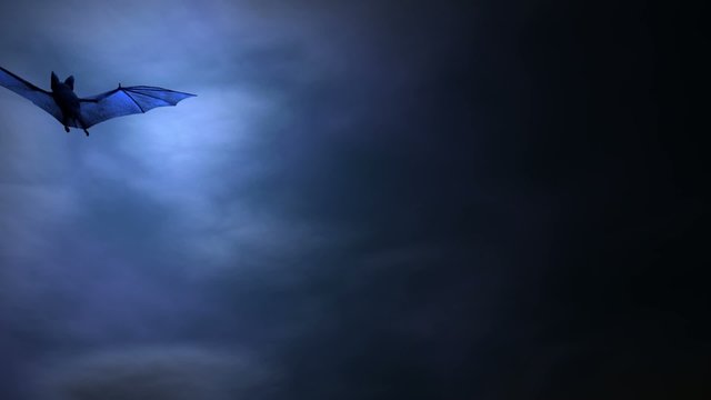 Fledermaus