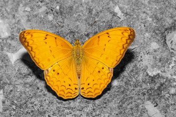 Obraz na płótnie Canvas Male of common yeoman butterfly