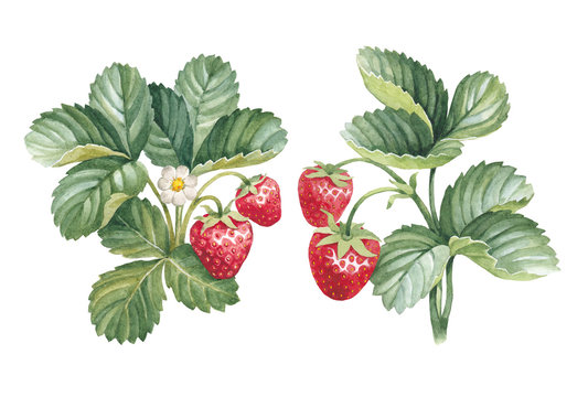 Watercolor strawberry bush