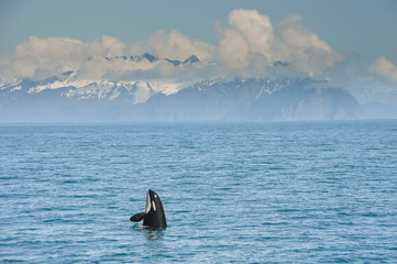 Orca Whale jumping in Resurrection Bay, Kenai Fjord in Alaska © Noradoa