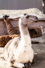 Lama, Perù © marziafra